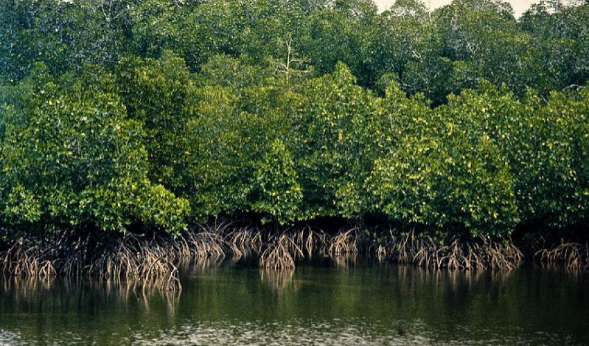 mangrov ağacı